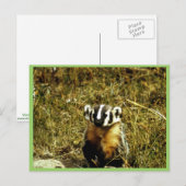Badger Briefkaart (Voorkant / Achterkant)