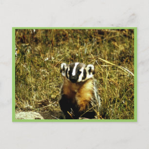 Badger Briefkaart