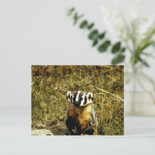 Badger Briefkaart (Staand voorkant)