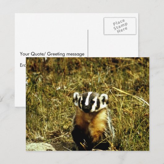 Badger Briefkaart (Voorkant / Achterkant)