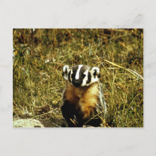 Badger Briefkaart