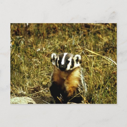 Badger Briefkaart (Voorkant)