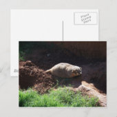 Badger Briefkaart (Voorkant / Achterkant)