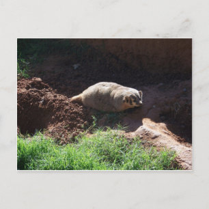 Badger Briefkaart