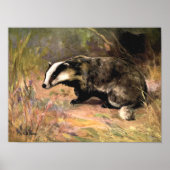 Badger by CE Swan, bosdieren Poster (Voorkant)