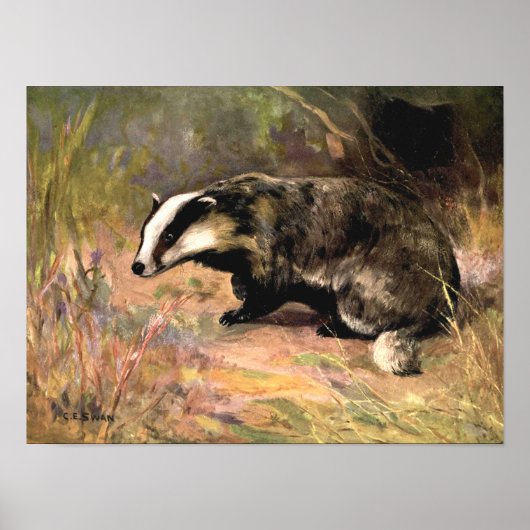 Badger by CE Swan, bosdieren Poster (Voorkant)