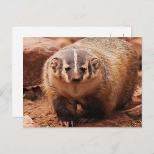 Badger Feestdagenkaart (Voorkant / Achterkant)