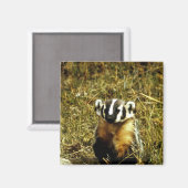 Badger Magneet (Voorkant / Achterkant)