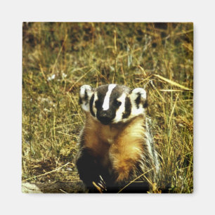 Badger Magneet