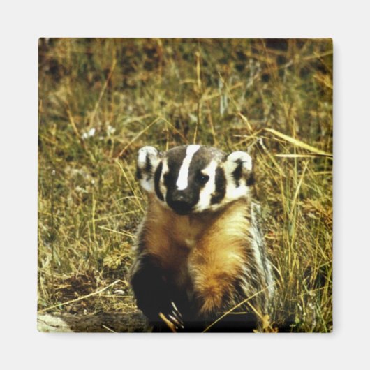 Badger Magneet (Voorkant)