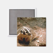 Badger Magneet (Voorkant / Achterkant)