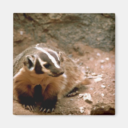 Badger Magneet (Voorkant)