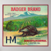 Badger Oranje LabelExeter, CA Poster (Voorkant)
