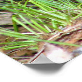 badger poster (Hoek)