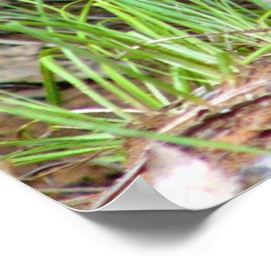 badger poster (Hoek)