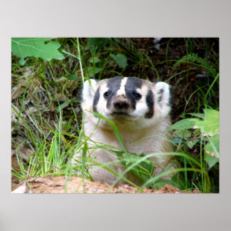 badger poster