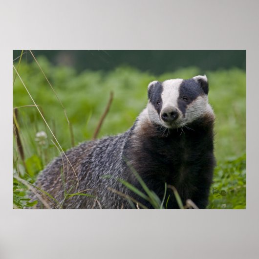 Badger Print (Voorkant)