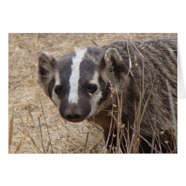 Badger Staredown-kaart (Voorkant Horizontaal)