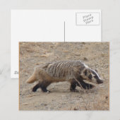 Badger Walking Briefkaart (Voorkant / Achterkant)