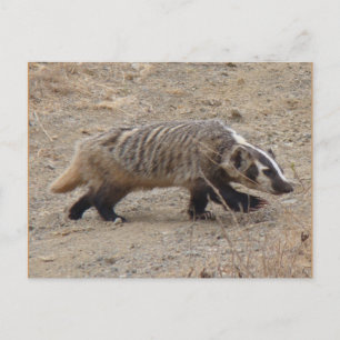 Badger Walking Briefkaart