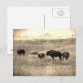 Badlands Bison Briefkaart (Voorkant / Achterkant)
