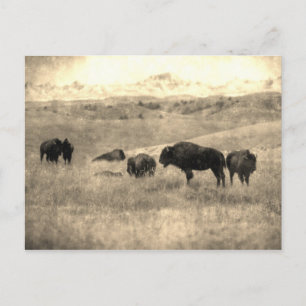 Badlands Bison Briefkaart