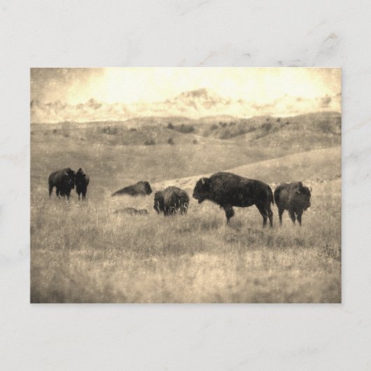 Badlands Bison Briefkaart (Voorkant)