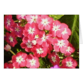 Badrinath Valley of Flowers 1