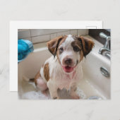 Badtijd Puppy in Sink Briefkaart (Voorkant / Achterkant)