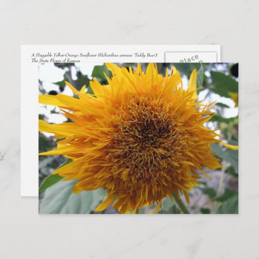 Bagable Sunflower Briefkaart (Voorkant / Achterkant)