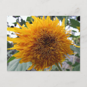 Bagable Sunflower Briefkaart