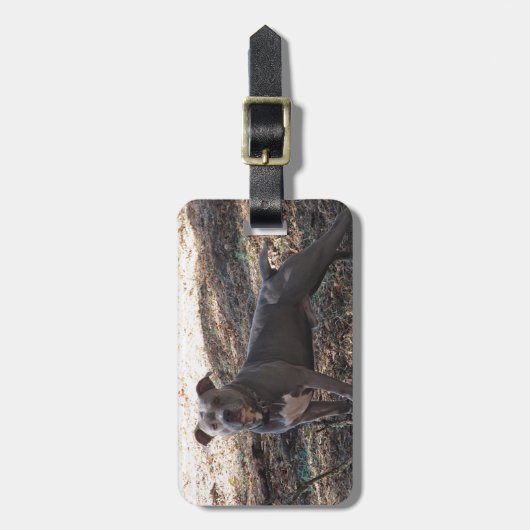 Bagagelabel Blauwe neus Pitbull (Voorkant verticaal)