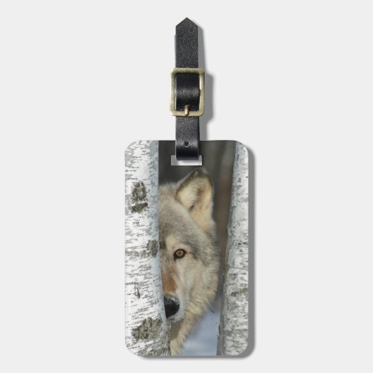bagagelabel met foto van grijze wolf in berkenbome (Voorkant verticaal)