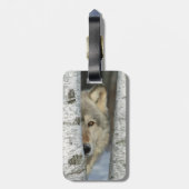 bagagelabel met foto van grijze wolf in berkenbome (Achterkant verticaal)
