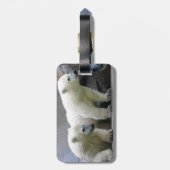 Bagagelabel van polair Beer met lederriem (Achterkant verticaal)