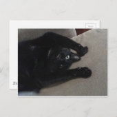 Bagheera de zwarte kat briefkaart (Voorkant / Achterkant)