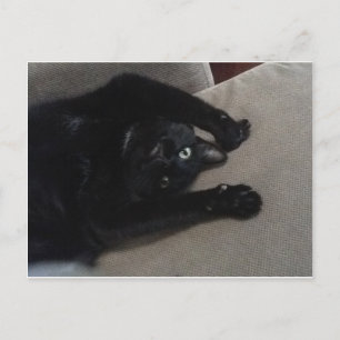 Bagheera de zwarte kat briefkaart