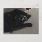 Bagheera de zwarte kat briefkaart (Voorkant)