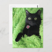 Bagheera het Briefkaart van de Zwarte Kat (Voorkant / Achterkant)