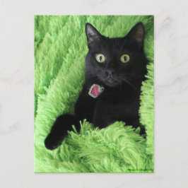 Bagheera het Briefkaart van de Zwarte Kat
