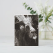 Bagot Goat Portret Old Style - Animal Fotografie Briefkaart (Staand voorkant)