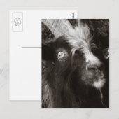 Bagot Goat Portret Old Style - Animal Fotografie Briefkaart (Voorkant / Achterkant)