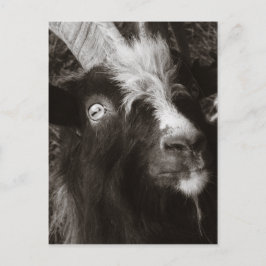 Bagot Goat Portret Old Style - Animal Fotografie Briefkaart