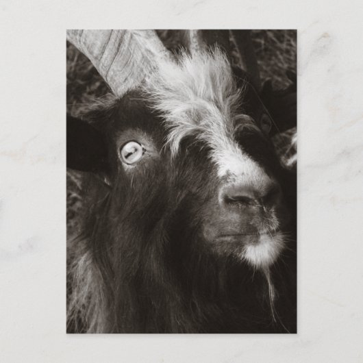 Bagot Goat Portret Old Style - Animal Fotografie Briefkaart (Voorkant)