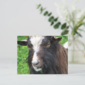 Bagot Goat | Rare Breed Briefkaart (Staand voorkant)
