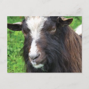 Bagot Goat   Rare Breed Briefkaart