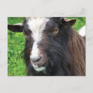 Bagot Goat | Rare Breed Briefkaart