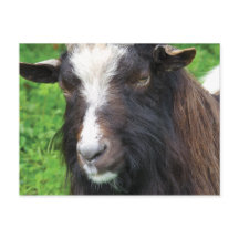 Bagot Goat | Rare Breed