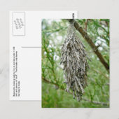 Bagworm Briefkaart (Voorkant / Achterkant)