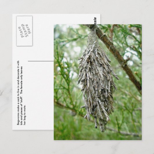Bagworm Briefkaart (Voorkant / Achterkant)